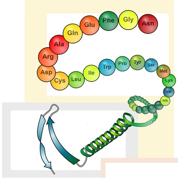 Protein Image